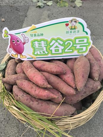 �Żݻ�������� -��ҳ