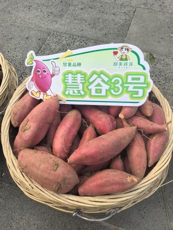 �Żݻ�������� -��ҳ